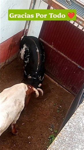 El Toro Bravo y El Cabestro Se Pelean. #torosbravos #toroultra #youtube_shorts