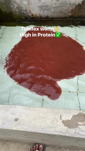 Tubifex worm high in Protein #asfarmingph #asfarming #hitofry #hitofarming #HitoBreeding #hitofingerlings #hitocatfish #HitoBusiness #Hito #catfish #tubifexworm #reels #fyp #fypreels | As Farming Philippines