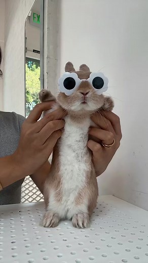 Wednesday Bunny Fashion Photoshoot in California