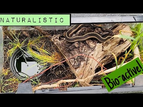 Butler’s Garter snake setup & care!! (Thamnophis Butleri)