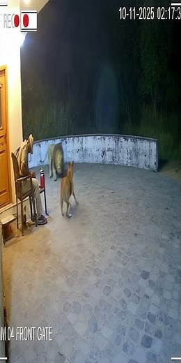 CCTV Captures African Tiger in the Night 😳🐅 | Shocking Jungle Moment