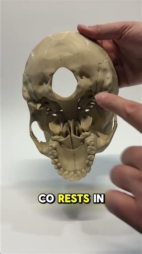 Where You Nod “Yes” | Atlanto-Occipital Joint