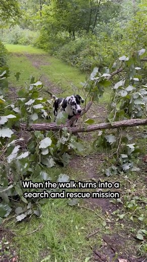 We're gonna get you outta there, bud! 🤣🌲🐶 #Dog #Funny #Nature #DogLife #DogMemes | The Pet Collective