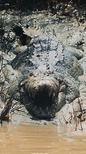 565K views · 206K reactions | This bloke needs no introduction  He’s been king of his stretch of the Adelaide River for over 35 years. We love Stumpy.  Saltwater Crocodile Northern Territory Australia | Wildman Adventures | Facebook