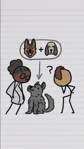 Pit bulls e poodles são mais parecidos do que você pensa!
