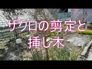 ザクロの選定と挿し木