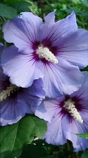 How to Grow Purple Sembaruthi from Cuttings 🌿 | Hibiscus Garden Tips #Shorts
