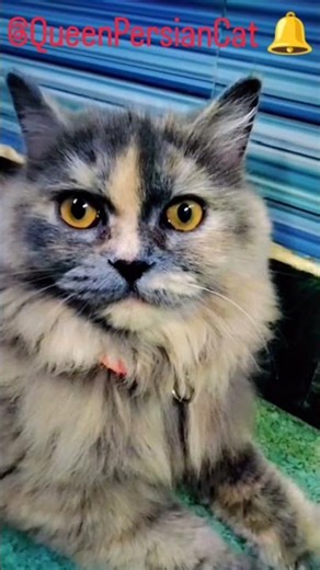 “Best Cute Moments of My Cat Shafa 🐱✨ #catshorts #cat #persian #cute #shafa