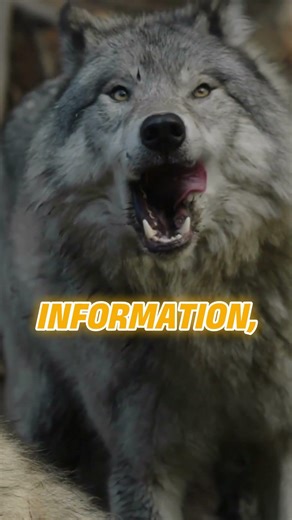 Did you know wolves use howling to communicate over long distances?