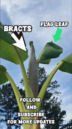 From Flag Leaf to Fruit: How Bananas Grow 🍌🌿
