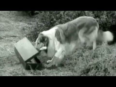 Lassie stunts ep 34 Lassie is stealing!