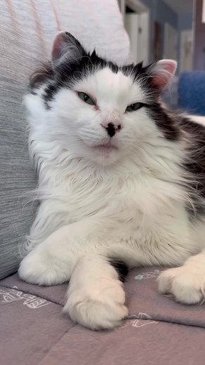 When you snooze, you win! 😴 #cats #snoozing #catsoffacebook | The Oreo Cat