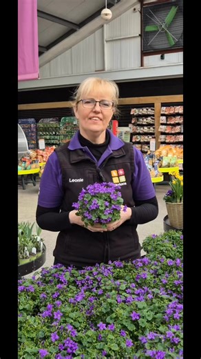 When a plant just quietly gets on with brightening up your day… that’s Campanula. 💜Perfect for pots, containers, or that little spot you’ve been meaning to fill, these beauties bring a gentle pop of colour that lasts well into the season.They’re low-fuss, full of charm, and just the thing to lift the mood when you step outside with your morning coffee.If you’re visiting us in Sligo, Galway, or Castlebar, there’s plenty in bloom to take inspiration from. We’d love to see what you're planting thi