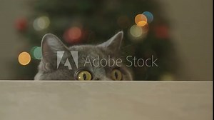 Cat looking funny on Christmas tree background. Cat celebrate Christmas and New Year. Cat with big eyes peeps out from under the table on Christmas tree background. Christmas and New Year Decoration.