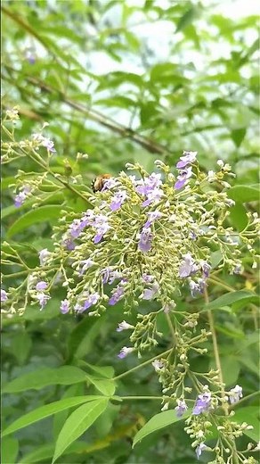 A flying blue-banded bee feeding on flowers... #bee #insects #animals #shorts