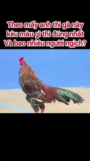 Video của Bé Phương Mở Trang Gà Ton Thon (@b.phng.m.trang.g74) với bản nhạc nhạc nền - Thành MoNey🎧✈️