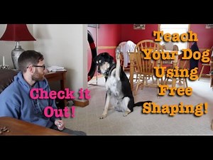 A fun way to train your dog! Free Shaping!