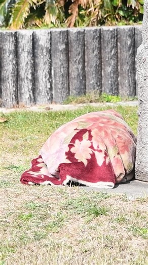 チンパンジーの魅力: アドベンチャーワールドでの体験