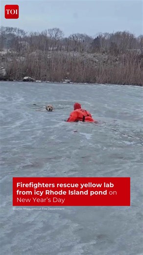 Phoenix the yellow Lab got a second chance this New Year’s Day — rescued from icy waters by #RhodeIsland firefighters after falling through a frozen pond. 🐾❄️ 📹: Misquamicut Fire Department #Doggo #CuteDog #Rescue #UnitedStates | The Times of India