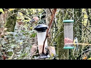Bird Watching in the Woods of England 🐦 | Multiple Bird Species Spotted in 4K 🌿🇬🇧