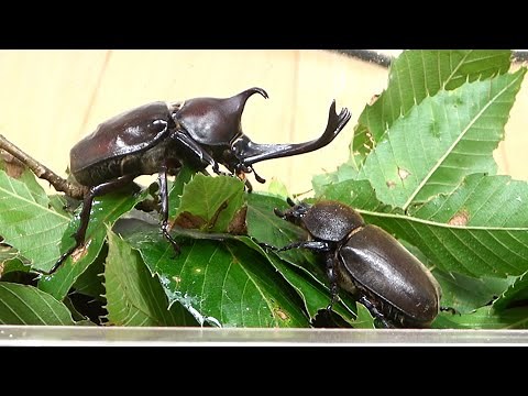 Professionals teach you how to raise rhinoceros beetles, what you need and how to set them up