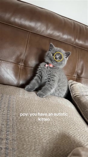 Understanding the Unique Behavior of Autistic Kittens