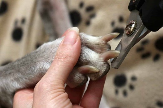 7 ways to sedate dog to stay calm when using nail clippers