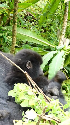 176K views · 10K reactions | Infant gorillas learn the skills they will need to be strong adults through play. Check out Kwanda doing his best chest beat! : James Munyawera | Dian Fossey Gorilla Fund | Facebook