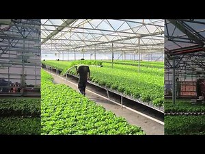 Hydroponics Business | The Amhydro Solution