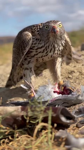 Hawk Feeding on Pigeon: Nature's Predatory Moment