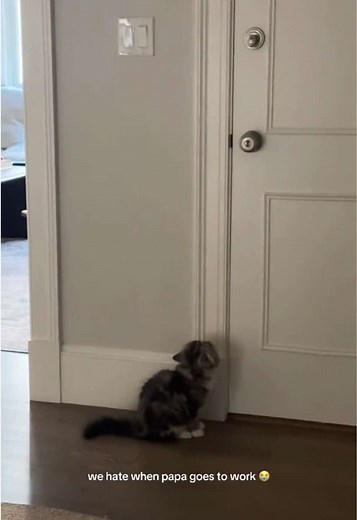 Does anyone elses kitten make this sound 😳 👹 #fyp #foryou #kittensoftiktok #catsoftiktok #exoticlonghair #persiancat #exoticshorthair #funnycatvideo #cambridgema #bostonma #cryingintheclub