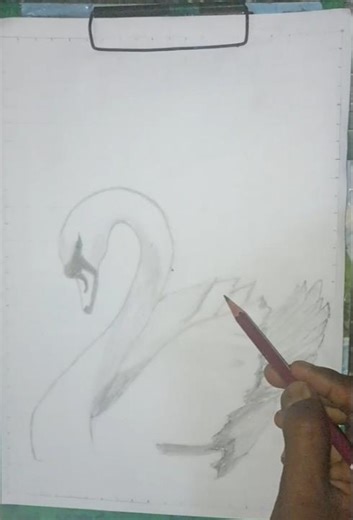 swan Bird drawing || sketch boom star #odisha #drawing #sketch