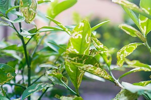 Stop doing this in April to prevent citrus leaf miner infestations