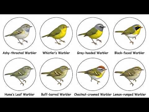 Ashy-throated Warbler - Phylloscopus maculipennis