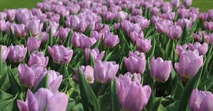 Nature: Holland's Keukenhof Gardens