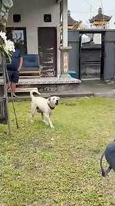 A Worried Family Discovers a Hidden Disease Threatening Their Aging Dog’s Life