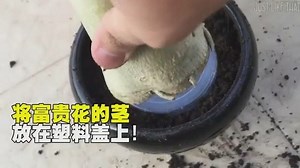 新年要到了放点小盆栽在客厅，富贵花做成小盆栽放在客厅让你一整年都富贵 影片来自网络 | 肥肥花 Fat Fat Flower