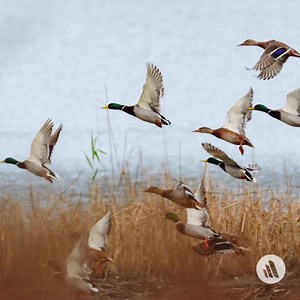 278 reactions · 12 shares |  Updated content alert!  "Avian Influenza in Poultry and Wild Birds" has been updated by David E. Swayne, DVM, PhD, DACVP, DACPV. Read the chapter here: https://msdmnls.co/4cixcMg. | MSD Veterinary Manual | Facebook