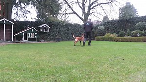 9.2K views · 952 reactions | In this video some obedience foundation...