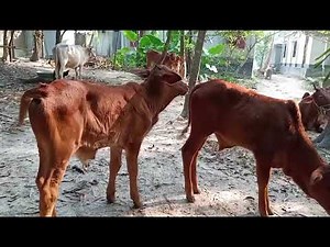 Cute Calves Playing Happily in the Field | Peaceful Village Life & Nature Moments