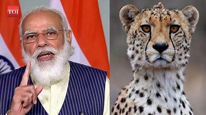 #Cheetahs to return to India after 70 years: #India celebrates long-awaited return of the world's fastest land animal Prime Minister Narendra Modi on the occasion of his birthday on September 17, will release cheetahs in Kuno National Park in Madhya Pradesh. #CheetahIsBack | The Times of India