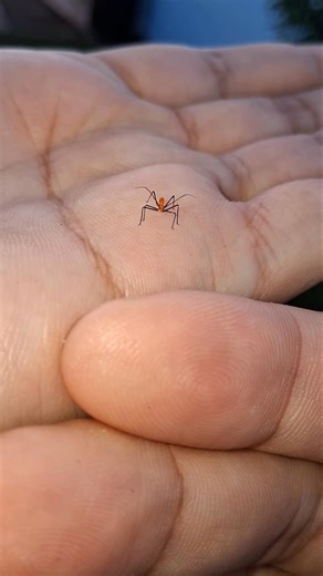 Milkweed Assassin Bug Nymph! #assassinbug #insects #wildlife #bugs #milkweed