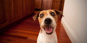 One of the best things you can do for your dog is brush its teeth — here’s why