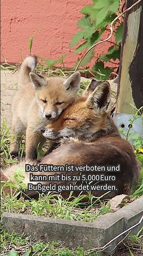 New recruits at the City Foxes