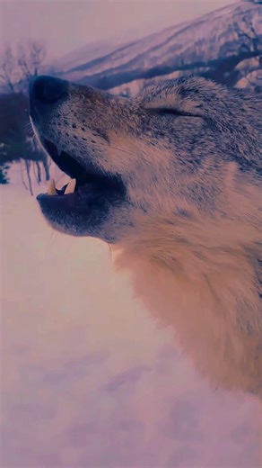 Deep in the snowy forest, the wolf pack howls as one — a powerful chorus echoing through the trees. It’s more than a sound… it’s the voice of the wild, raw and eternal. 🐺❄️🌲 #wolves #wolf #wolfpack #wolvesofinstagram #wolfhowl #howlingwolf #majesticwolf #snowwolf #wolfspirit #wildandfree #spiritanimal #wilderness #naturelovers #wildlife #animallovers #naturephotography | Wolfitude