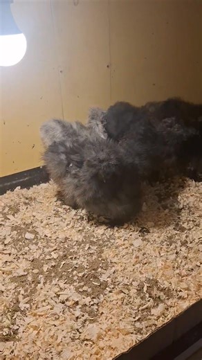 Alex Ballpython on Reels | Facebook