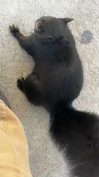 This Toronto Squirrel Liked Me For Some Reason 12/5/2025