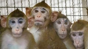 Georgia residents are fighting efforts to build a massive monkey-breeding facility in their city