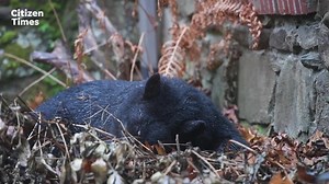 What to do if a black bear builds a den in your yard: North Asheville man has an answer