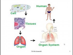 Human body -Organ systems class 3 science